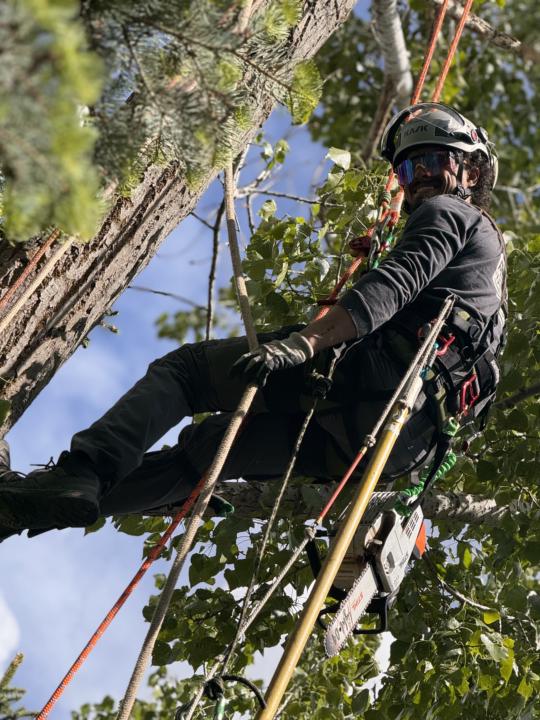 Welcome to Life in the trees 🌳🧠🤎