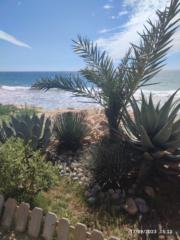 El bougnouchi Marion