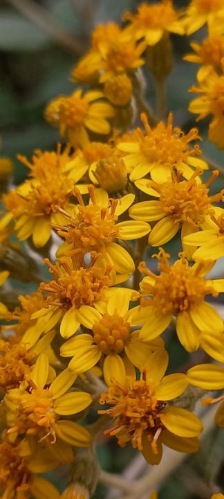 Cuauhtli Cuauhtli Salgado