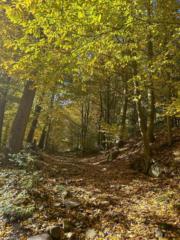 Iulia Mihaela Mararu