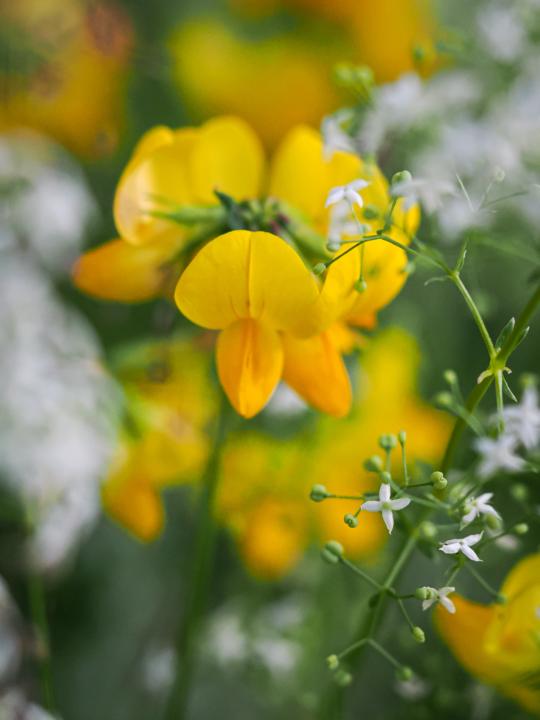 Summer flowers 