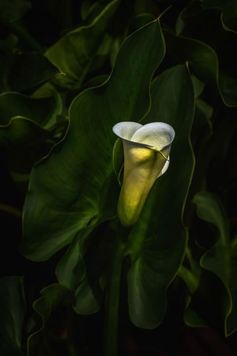 [72HR速寫挑戰] 心花開 (關鍵字：花卉，靜物)