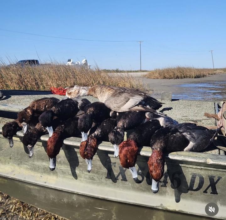 Red Heads on the Coast
