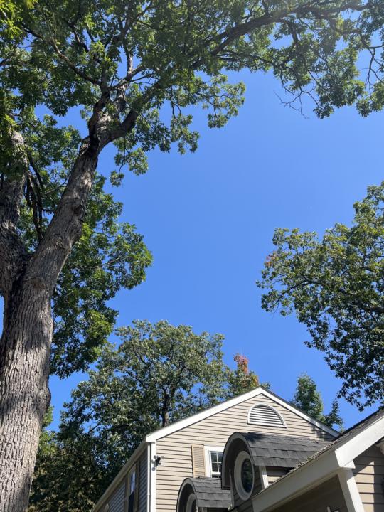 Clearance pruning