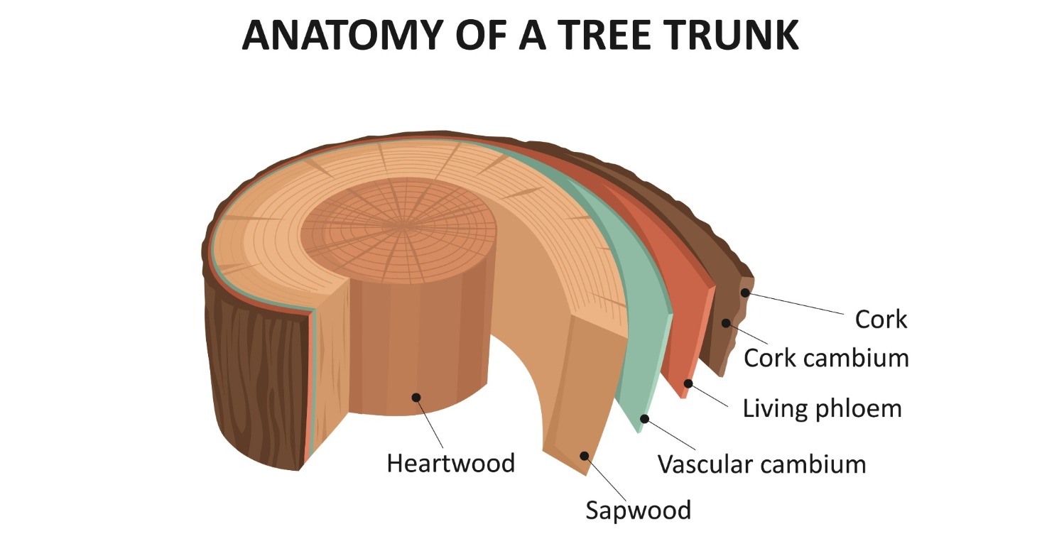 Canbium layer