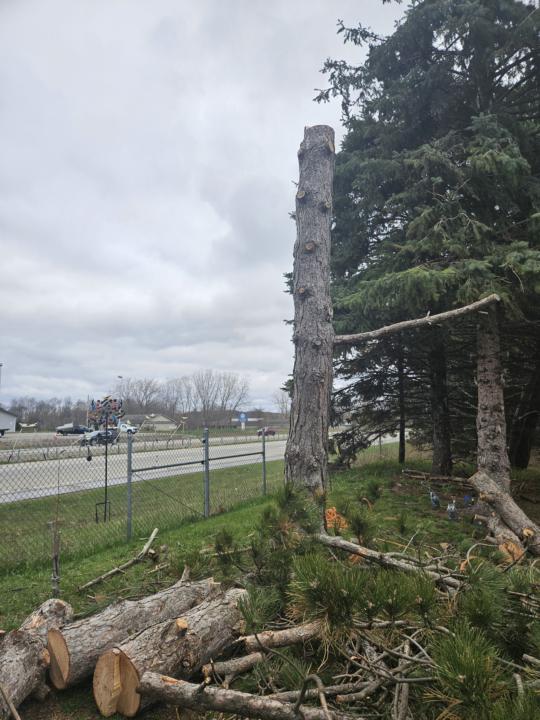 Lil red pine removal 