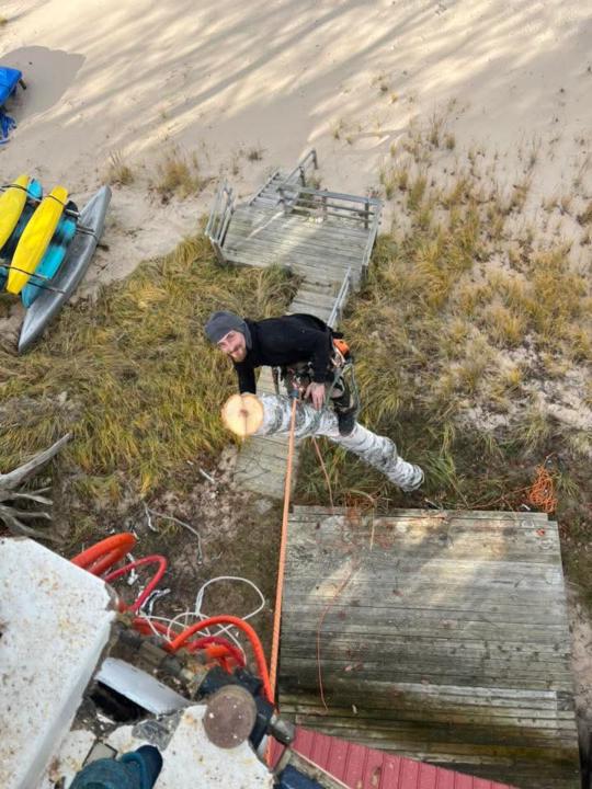 Easy white birch on lake mi northern mi