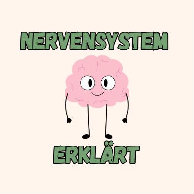 Nervensystem Erklärt