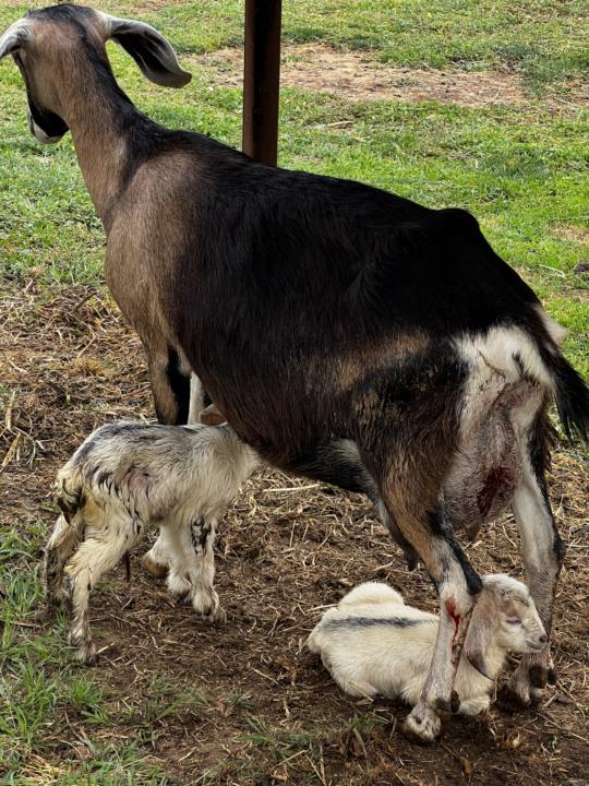 Last Kidding for this year