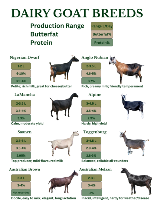 Milking Goat Breeds