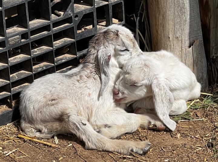 Bottle Babies - Human reared goat kids