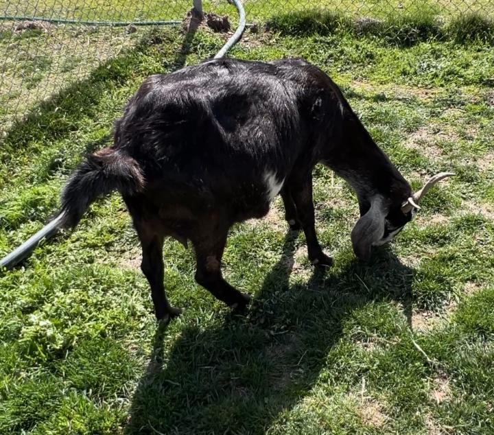 Caring for new milking goats