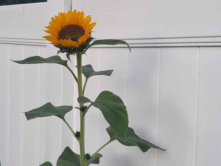 Sunflower!