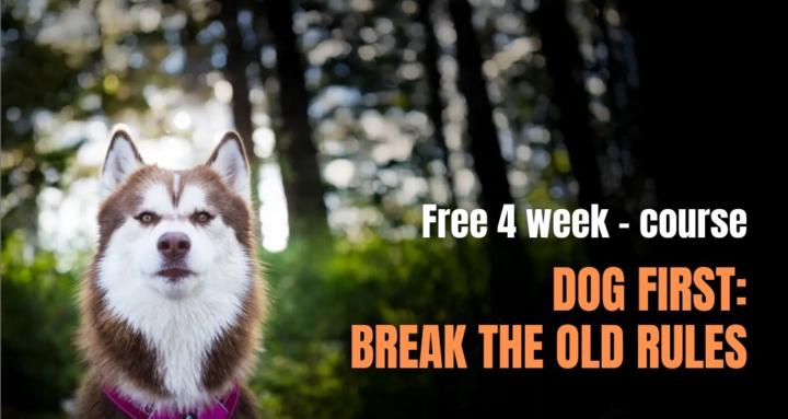 Dog first: Break the old rules