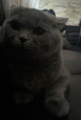 Cyrus S