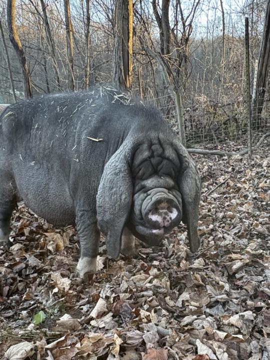 Meishan Pigs