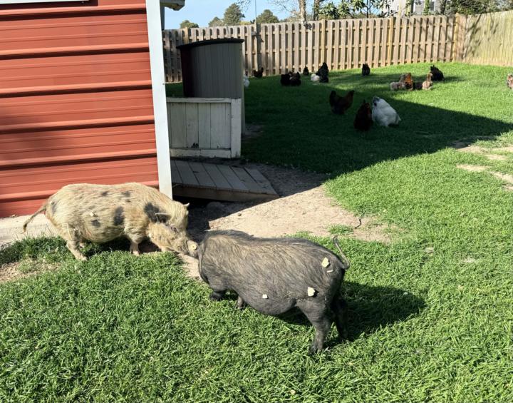 Blue Ridge Pigs
