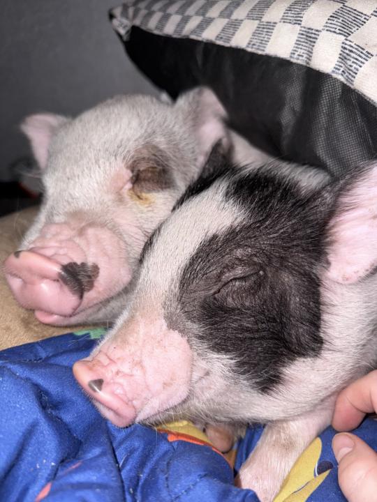Piggie Snugs