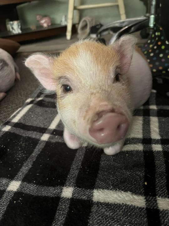 Piglets