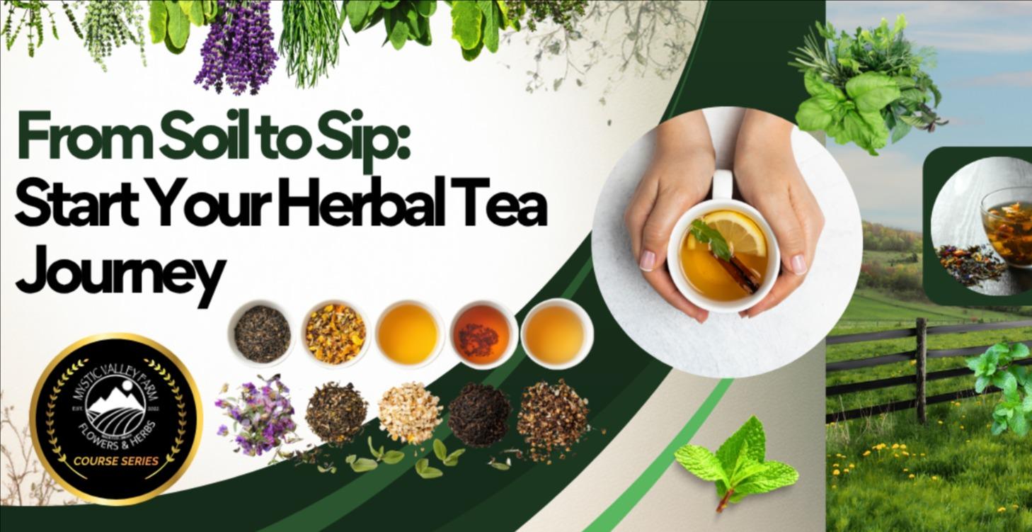 From Soil to Sip: Start Your Herbal Tea Journey