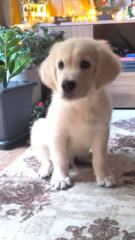 Παντελής Σιταρενιος