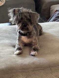 Welcome! Introduce yourself + share a pic of your Pet! 🎉