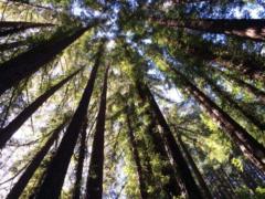 Regina Eriksson archer