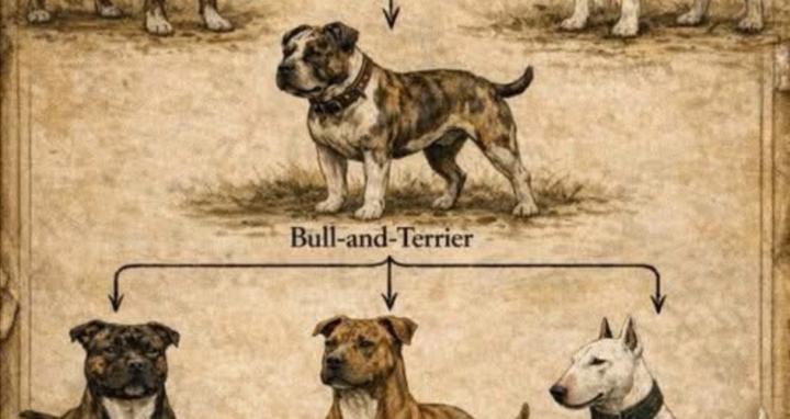 Dog Psychology with PJ