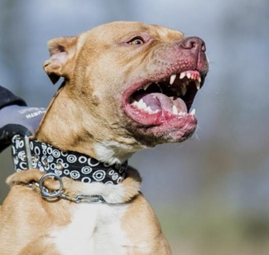 Dog Psychology 101