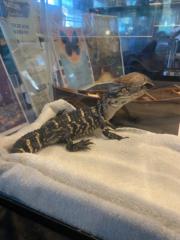 Alli Gator