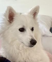 The Dog goddess