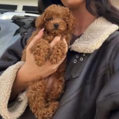 Silke Dianna Robertsen