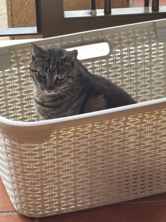 Mari carmen Andreu coll