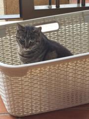 Mari carmen Andreu coll