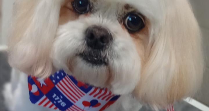 Excel Pet Grooming Society