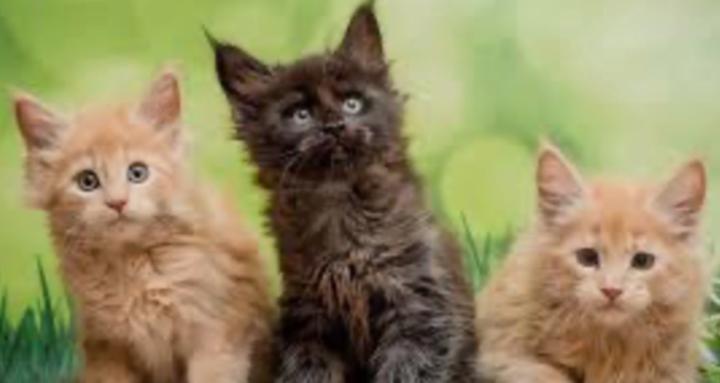 For Skoolteachers Only