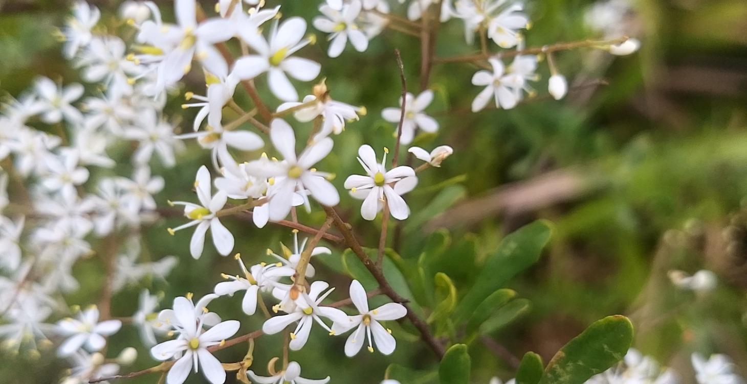 Gratitude short course