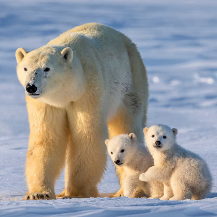 "Mother nature teaches us about overprotection"