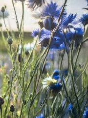 Birgit-Elisabeth Neumann