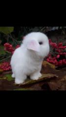 Gwénaëlle Bourgeois