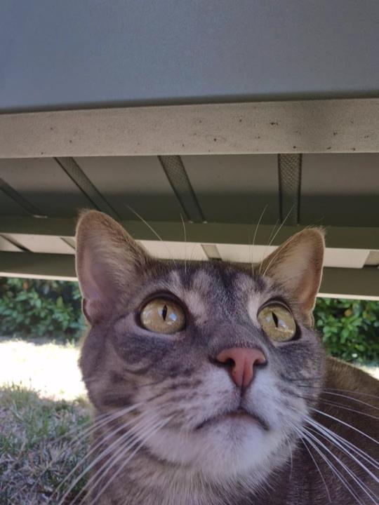 Simon L