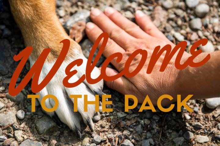 Welcome to the Pack!