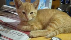 Felicitas Wackernagel