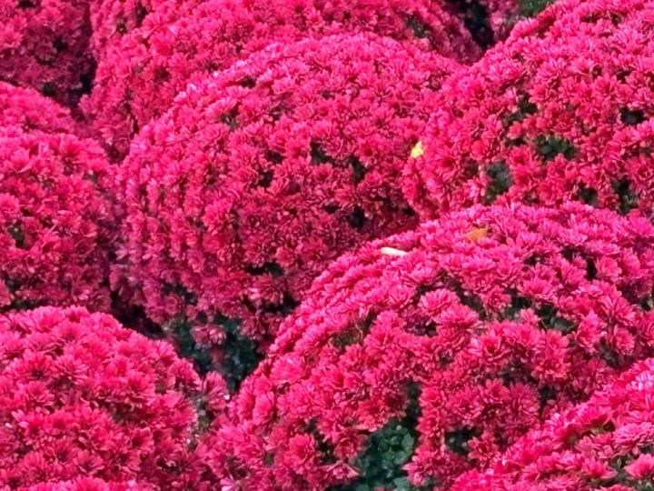 Mercedes Poblaciones