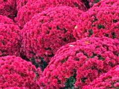 Mercedes Poblaciones