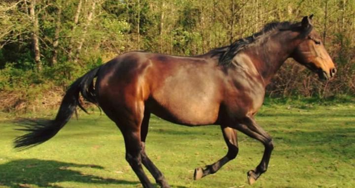 EKG Equestrian