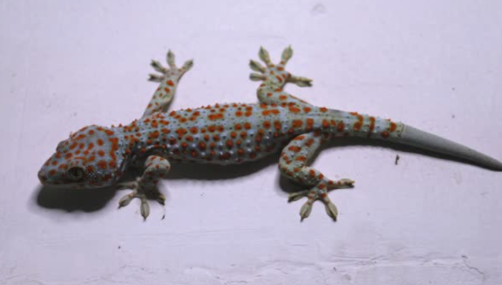 WALL GECKOS IN YOUR HOUSE: DEADLY OR HEROES?
