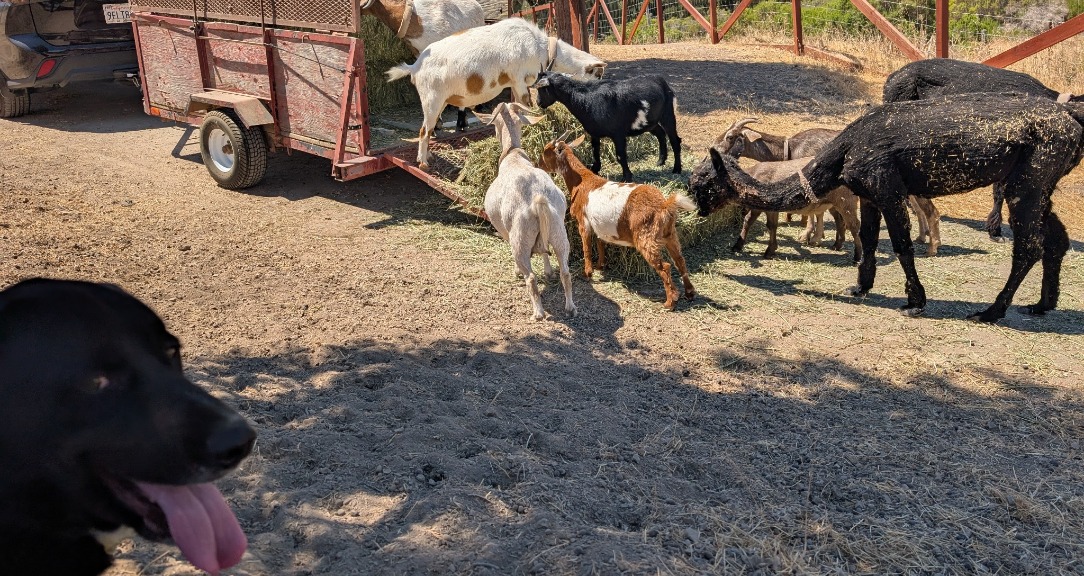 Ranch Life - Goats & Alpacas!