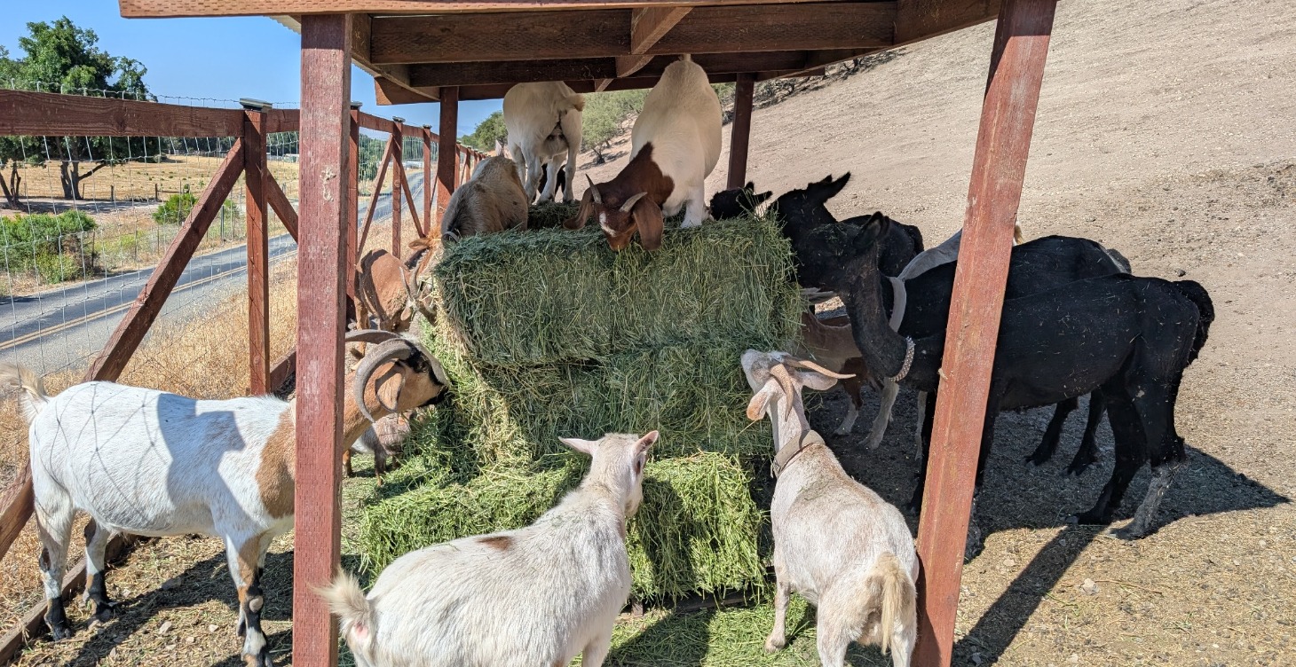 Keeping your first goats