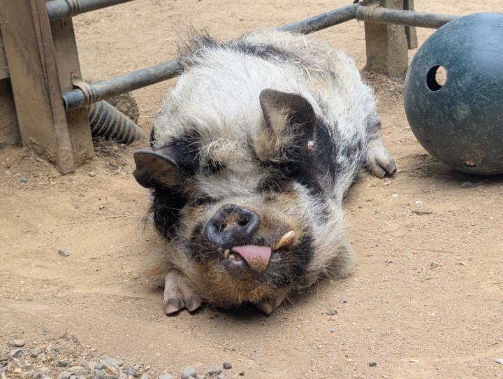 Sequoia Park Zoo L miller